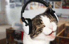 Electric age cat gif