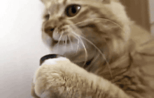 Internet cat gif