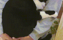 Mammoth disco cat gif