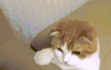 Mammoth disco cat gif