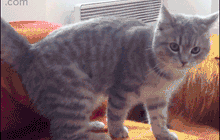 Meme cat gif
