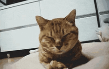 Meme cat gif