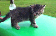Moral cat gif