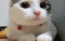 Renaissance cat gif