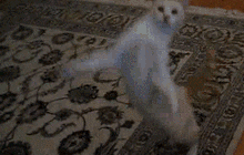 Greek Roman cat gif