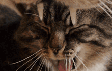 Stone age cat gif