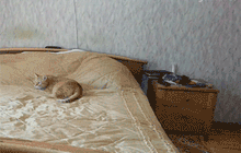 Stone age cat gif