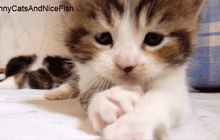 Random cat gif