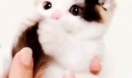 CEO cat gif