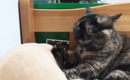 Temple cat gif