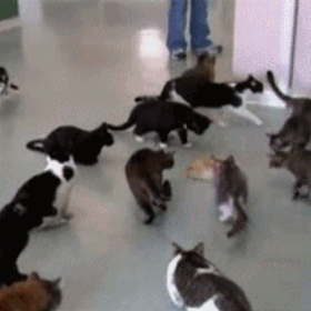 кототерапия