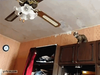 gato