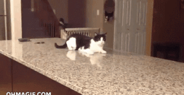 Closing cat