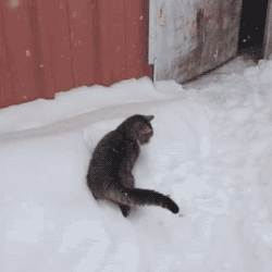cat gif