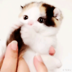 cat sliding