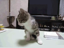 white cat