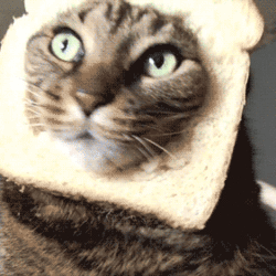 dog gif