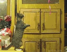 surprised cat