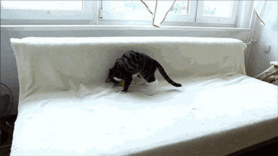 dog gif