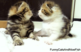 cat roomba