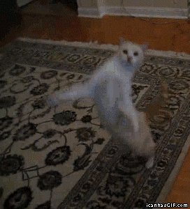 cat fail