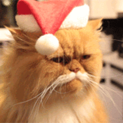 Random GIF