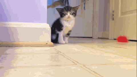 Random GIF