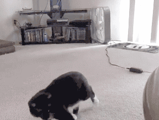 Random GIF