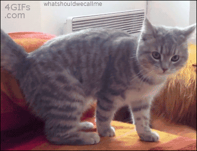 Random GIF