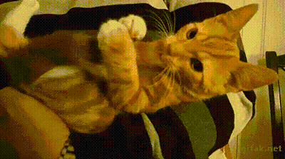 Random GIF