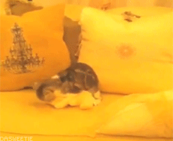 Random GIF