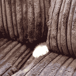 Random GIF