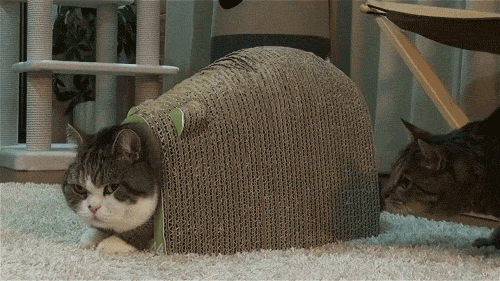 A cute cat gif