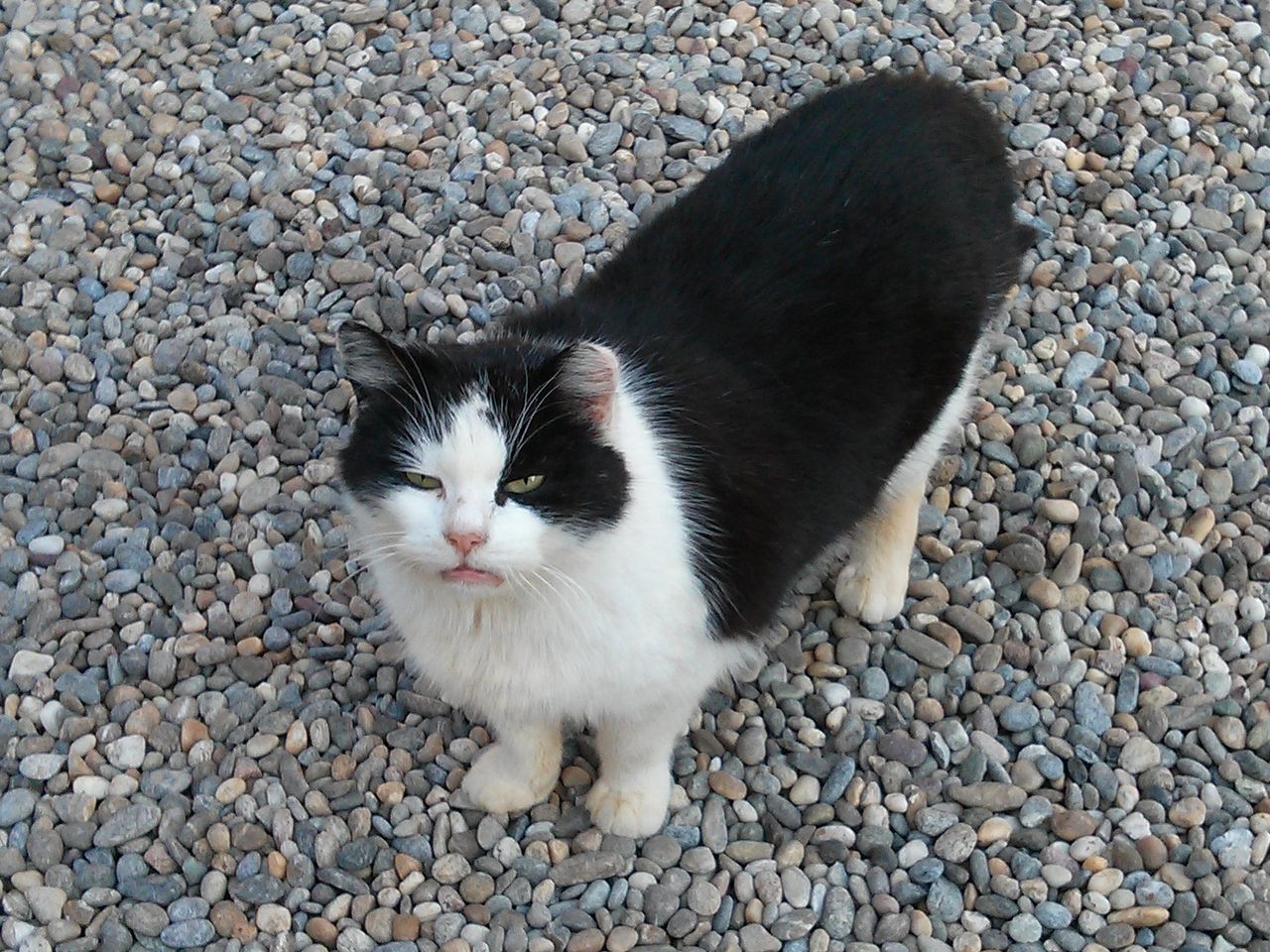 404 Cat Image