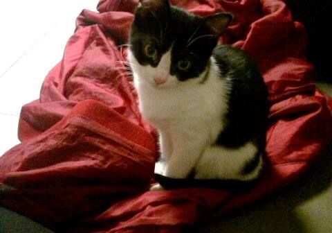 Cute playful British Shorthair kitten — certified healthy lines