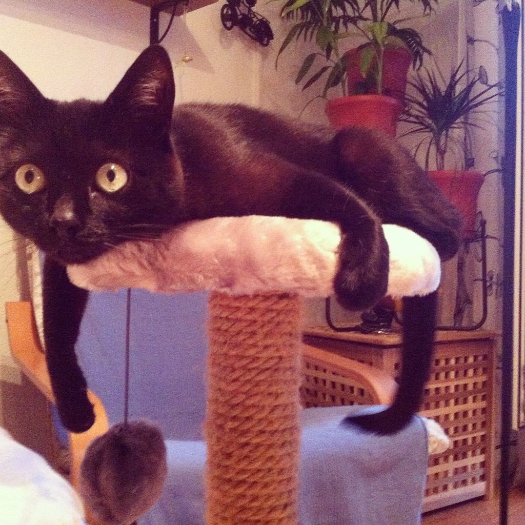Rare lilac & golden British Shorthair kitten fun moment