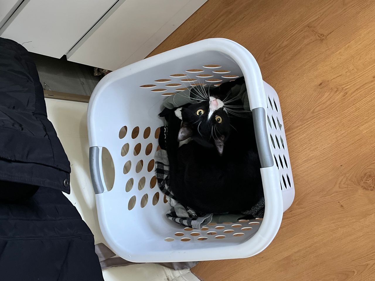 404 Cat Image
