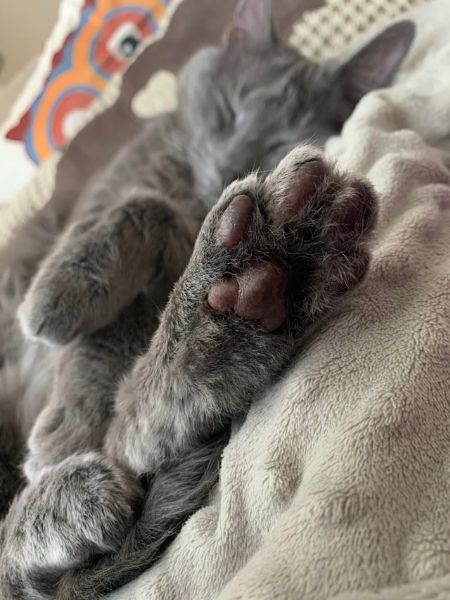 Random cat image for the tag jellybean toes toe beans grey gray mauve