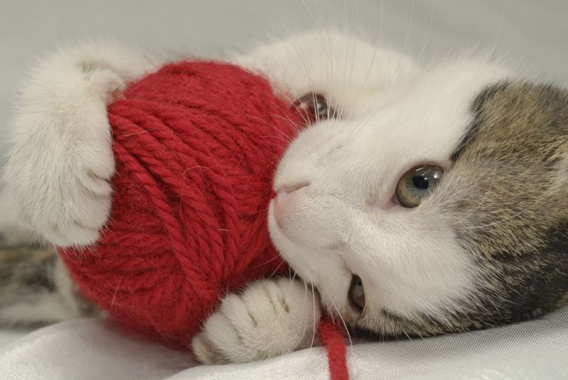 Your daily kitten