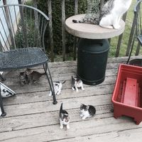 Kitten