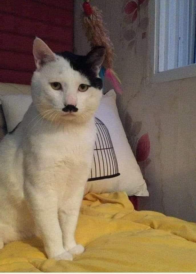 Cat of the day
