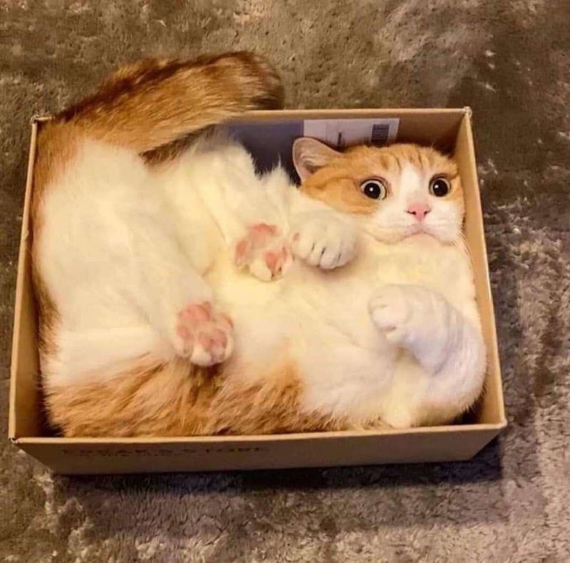 Your daily kitten