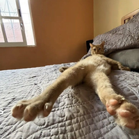 Orange cat