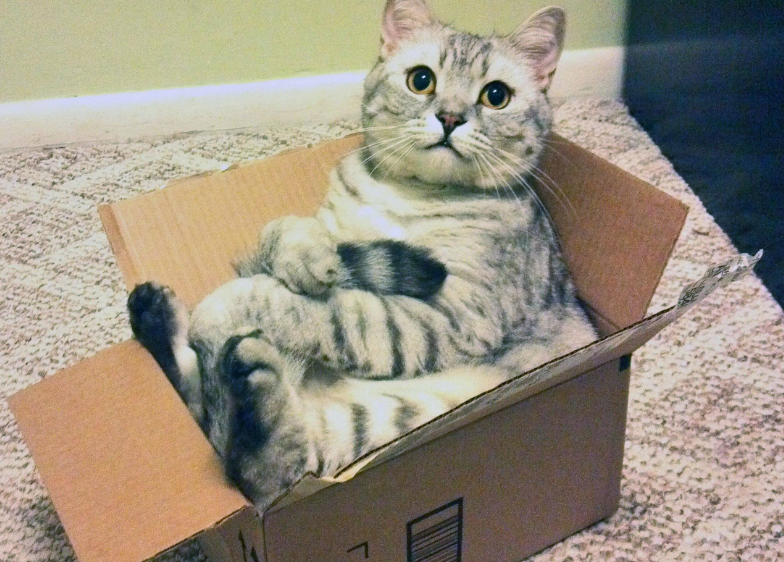 Your daily kitten
