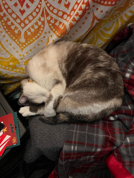 Your daily kitten