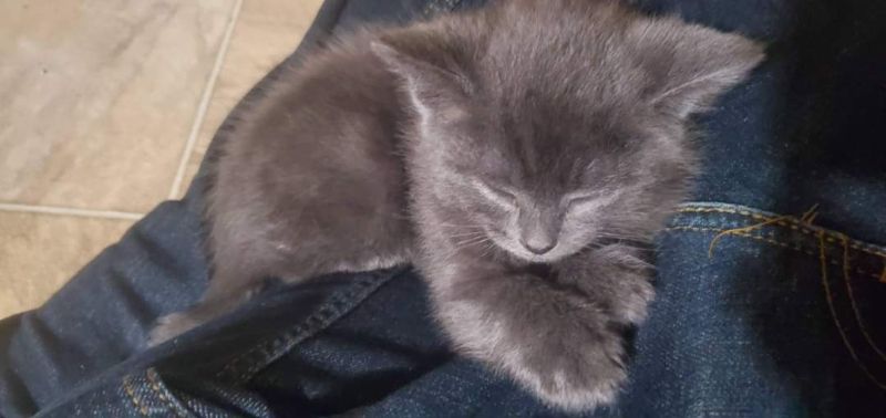 Your daily kitten