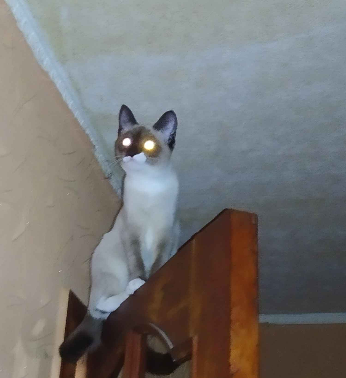 Your daily kitten