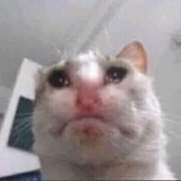 Gatito triste