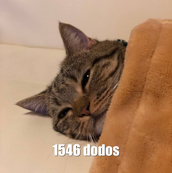 Chat dodos