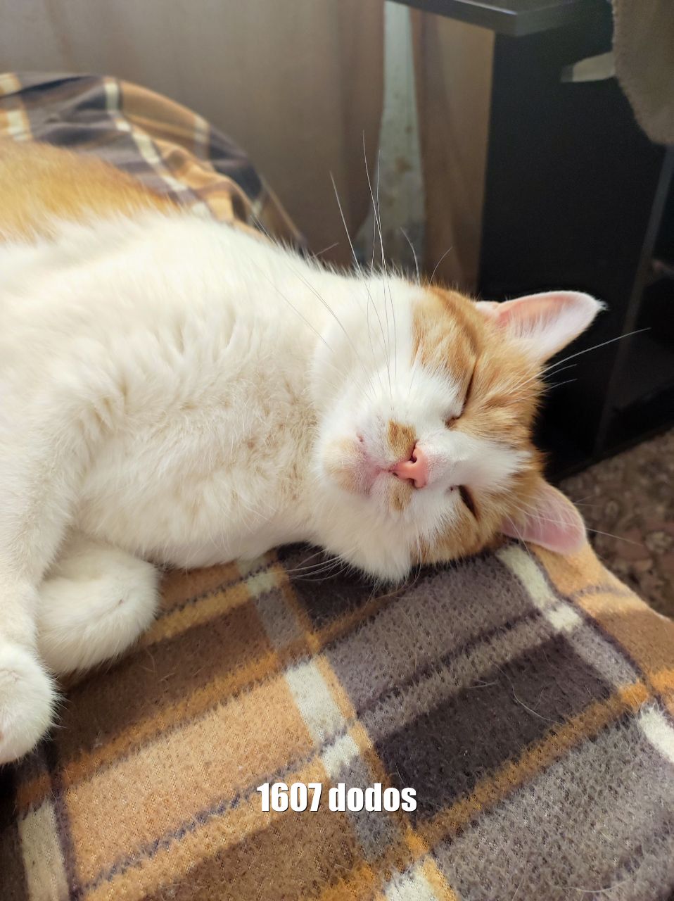Chat dodos